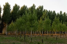 free-photo-of-trees-planted-in-forest-1